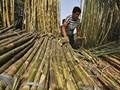 Maharashtra’s Sugarcane Production to go up by 200 Lakh Tonnes: NFCSF President