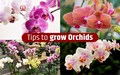 Profitable Flower Cultivation: Earn Huge Profits by Growing Orchids; Important Tips Inside