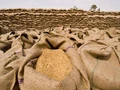 Kenya and Sri Lanka receives first shipment of GI certified Bhalia Wheat from Gujarat