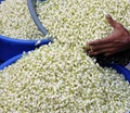 Tamil Nadu Exports GI Certified Madurai Malli & Other Flowers to US, Dubai