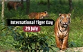 International Tiger Day: History, Reasons for Decline in Tiger Population and Ways to Save Them
