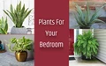 10 Plants for Bedroom: They Purify Air, Induce Good Sleep