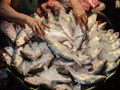 Assam to Increase Fish Production by Setting up Gene Bank Worth Rs 10 Crore