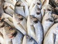Kerala Fisheries Department’s Retail Venture ‘MIMI Fish’ to Launch Sales Outlets & Online Delivery of Fish