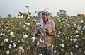 Bt Insect-Resistant Cotton: 20 Years in India