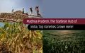 Top Varieties of Soybean in Madhya Pradesh