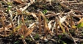 Agricultural Crop Residues Plays a Crucial Role in Carbon Sequestration