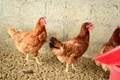 Best Breeds of Chicken For Egg Production