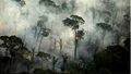 Alert! Over Ten Thousand Species at Risk of Extinction due to Destruction of Amazon Rainforest