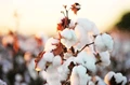 Cotton markets may trade with moderately upward trend this month
