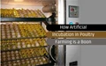 Artificial Incubator in Poultry Farming, How Significant Is It?
