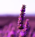 5 Magical Health Benefits of Lavender