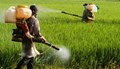 To buy Pesticides, Prescription Slips of  Agriculture Officers Mandatory in Telangana