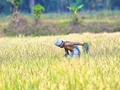 Centre Transferred Nearly Rs 3,000 crores into 42 lakh ineligible farmers' Account under PM-KISAN Scheme