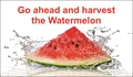 Go ahead and harvest the Watermelon