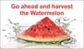 Go ahead and harvest the Watermelon