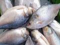 Pulasa Fish Costs Rs 5,000 to Rs 15,000 per Kilo; What Makes This Fish So Costly