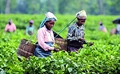 Good News! Small Tea Growers and Horticulture Farmers Can Now Avail Benefits of PM Kisan Yojana