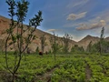 APEDA to Promote Ladakh's Distinctive Agricultural Produce