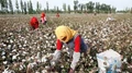 Finance Ministry Rejects the Demand to Remove 10% Import Duty on Cotton