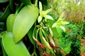 Vanilla- Tips For Cultivation and Fertilizer Application