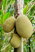 Jackfruit Development and Processing Society, Wayanad Exploring Commercial Possibilities of Marketing Jackfruit Seeds