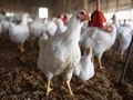 Chicken Slaughter Waste: A Possible Raw Source for Bio-diesel Production