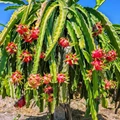 Government is Offering 50% Subsidy to Farmers for Dragon Fruit Cultivation