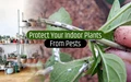 5 Super Easy Ways to Protect Indoor Plants From Pests