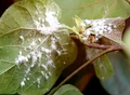 What are Mealybugs? How to Deal with Them?