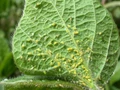 What are Aphids and How to Protect Plants from it?