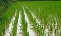 Two New Technologies to Boost Rice Production and Conserve Natural Resources