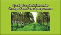 Eucalyptus plantation under the Agro Farm Forest Programs
