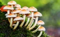 Mushroom Farming Business: Procedure & Training