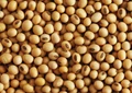 Soybean Above 10000 Justified: NCDEX Futures Continues Offering Hedging Opportunities