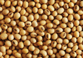 Soybean Above 10000 Justified: NCDEX Futures Continues Offering Hedging Opportunities