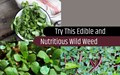 Purslane: One of the Most Nutritious Foods on Earth