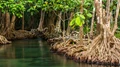 Mangrove Ecosystem Needs Immediate Support: UNESCO
