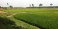 How to do Rice Cultivation in Lowland Areas