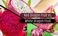 Red Dragon Fruit vs White Dragon Fruit: How to Know the Difference