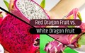 Red Dragon Fruit vs White Dragon Fruit: How to Know the Difference