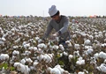 Noida Apparel Exporters Urge Government to Ban Raw Cotton Exports