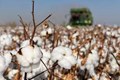 Near Term Fundamentals Still Appear Positive for India’s Cotton Cake