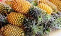 Emphasis on Pineapple Cultivation in Tripura to Export