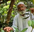 Meet the “Mango Man” of India Kalimullah Khan who grew a Mango tree with more than 300 Varieties