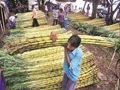 List of Cash Crops of India: Best Commercial Crops