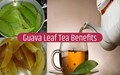 13 Guava Leaf Tea Benefits You Did Not Know Till Now