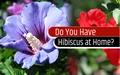 Reasons to Plant Hibiscus Flowers at Home