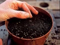 How to Plant Seeds in a pot?