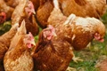 Poultry Farming for Beginners – Important Tips